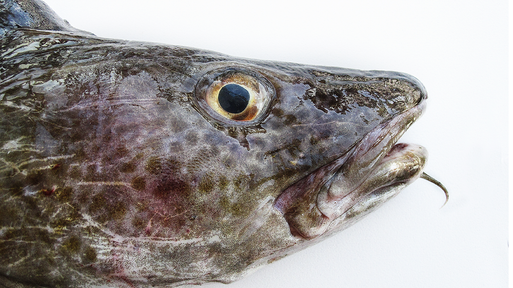 Bildet kan inneholde: torsk