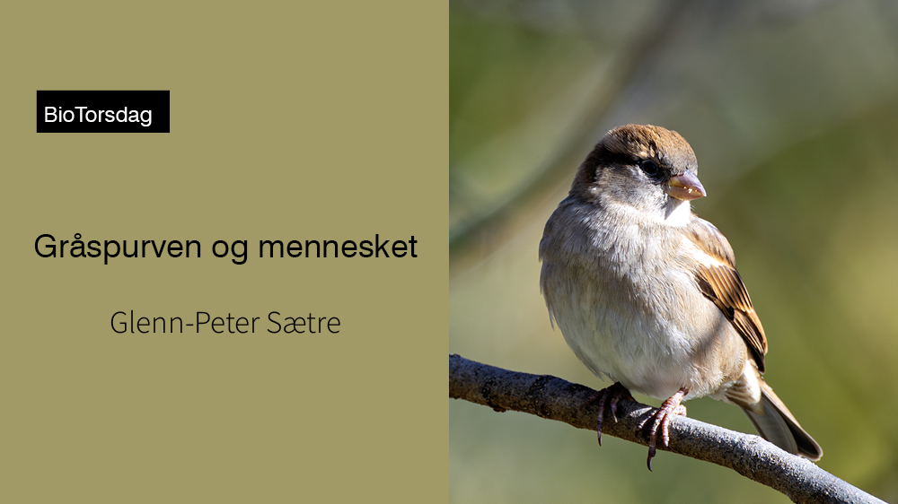 Bildet kan inneholde: gråspurv